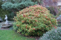 Skimmia