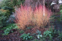 Dogwood