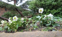 Christmas Rose