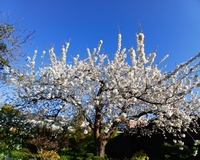 Cherry Tree